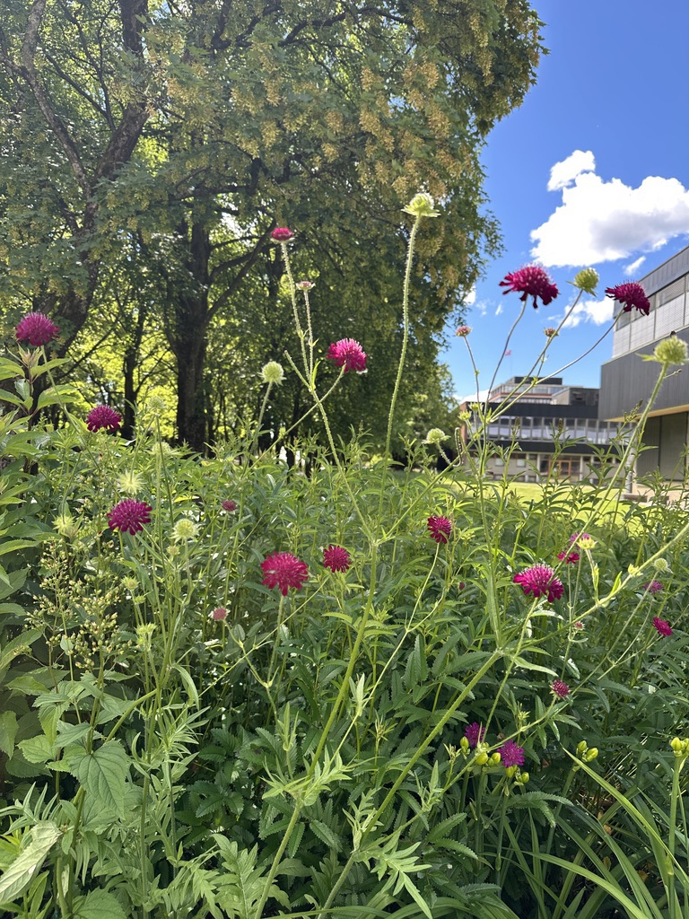 Crimson flowers along a path in Oslo, summer