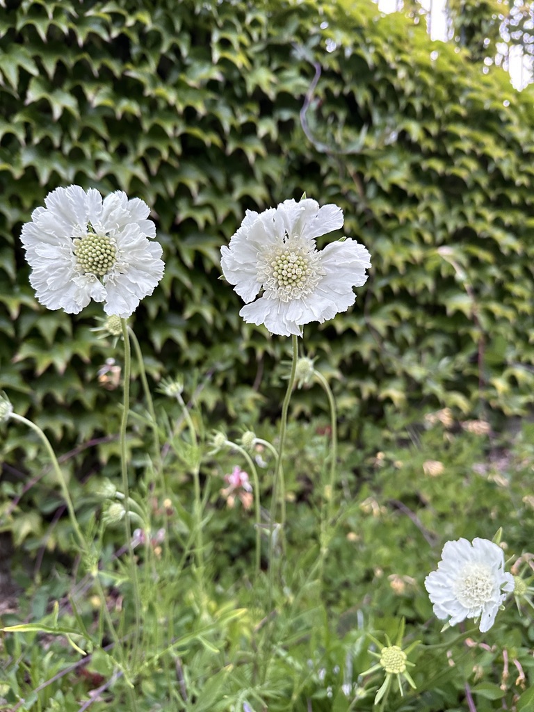 White flowers in front of an ivy-covered wall