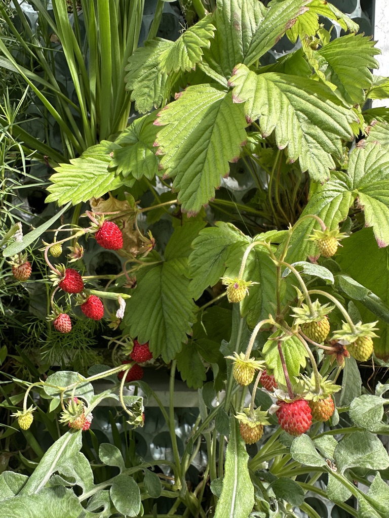 Wild strawberries growing by the path